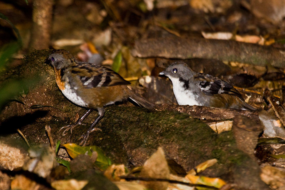 Australian Logrunner (Orthonyx temminckii)